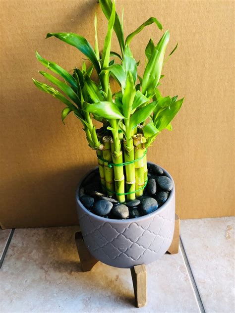 Lucky Bamboo Live Plant Indoor With Gray Ceramic Pot Healthy Etsy