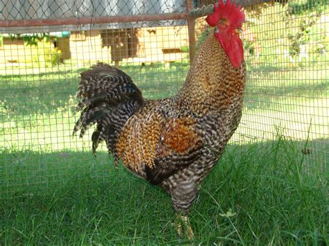 Pamora Farm Free Range Chicken Capon For The Yuletide Season