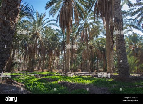 Palm Plantation In Nefta Oasis Tunisia The Date Palm Trees Growing In