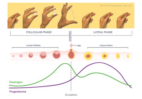 Vaginal Discharge Chart