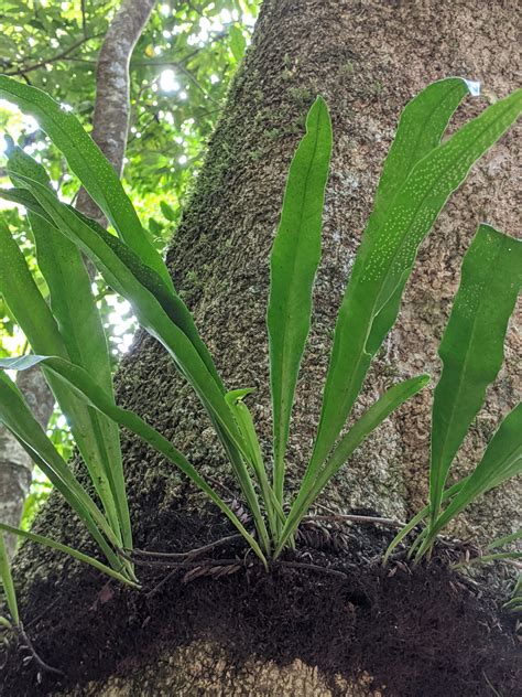 Microsorum Punctatum Ferns And Lycophytes Of The World