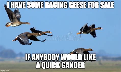 Racing Geese Joke Imgflip