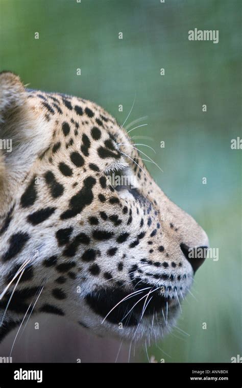 Junior The Jaguar At Belize Zoo Stock Photo Alamy