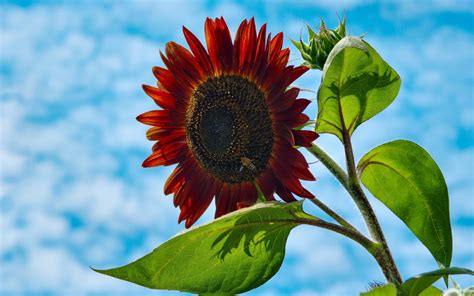 Red Sunflower Hd Wallpaper Background Image 2560x1600 Id794565