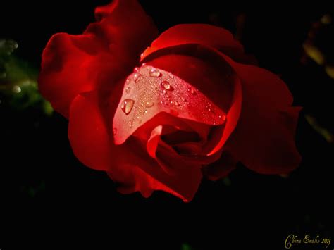 Rose rouge sur fond noir... | Flickr - Photo Sharing!