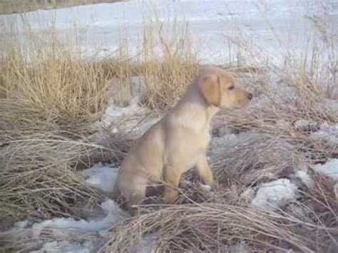 Let's get him to the dentist and make sure he makes it to his vet appointment on time. Labrador Puppy "Drake" Meets First Pheasant with "Kitty ...