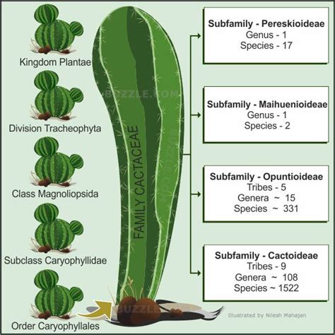 Types Of Cacti Chart