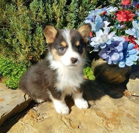 We have spent years researching, refining and developing our akc registered pembroke welsh corgi breeding program. Pembroke Welsh Corgi Puppies For Sale | Phoenix, AZ #188876