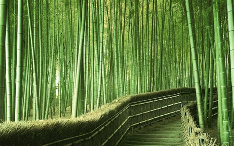 Japanese Forest Wallpapers Top Free Japanese Forest Backgrounds