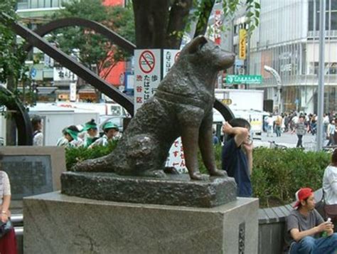 Japanese Akita Inu The Story Of Hachiko The Loyal Dog Pethelpful