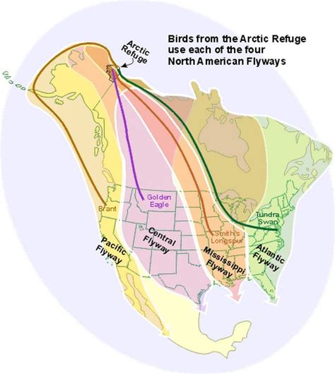 Pin On Birds In The Arctic