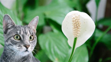 Will Peace Lily Hurt Cats All You Need To Know