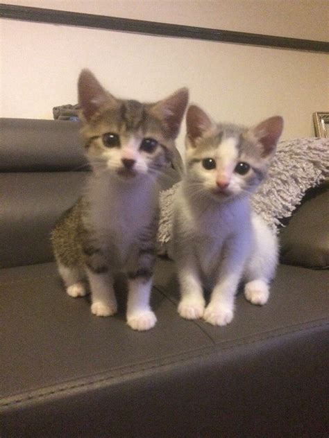 Two Female Kittens In Cambuslang Glasgow Gumtree