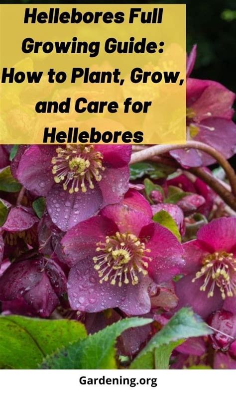 Adding Hellebores To Your Perennial Garden Or Landscape Adds A Lovely
