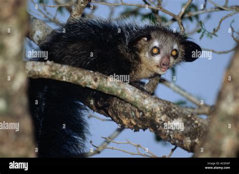 Aye Aye Daubentonia Madagascariensis Sitting On Branch Stock Photo
