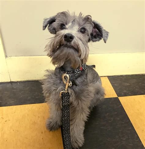 The Schnauzer Poodle Mix Also Known As The Mini Schnoodle Miniature