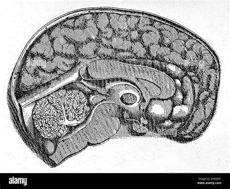 Sagittal Section Of Brain Stock Photo Alamy