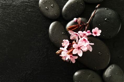 It is most commonly grown in its natural shrub form, but can be trained into a small tree with a single trunk. Free Photo | Beautiful pink spa flowers on spa hot stones ...
