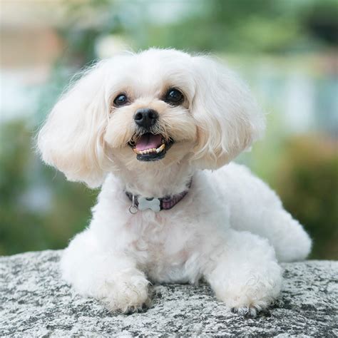 Posted by unknown posted on 08.16 with no comments. Shih Poo Puppies for sale | Available in Tucson & Phoenix, AZ