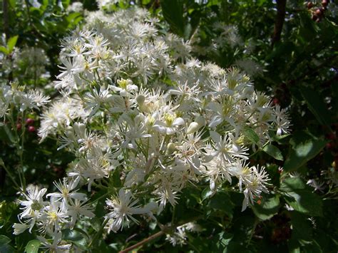 Maybe you would like to learn more about one of these? WESTERN WHITE CLEMATIS | Clematis ligusticifolia | Flickr
