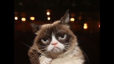 Internet Famous Grumpy Cat Dies At Age 7 Youtube