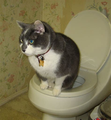 Toilet training your cat is not difficult to do. Fockers Movie Could Mean Sales for Pennsylvania Start-up ...