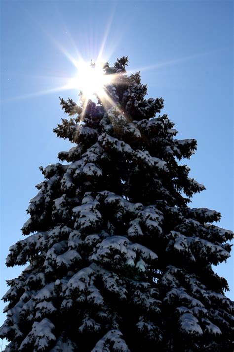 Sun Behind Snow Covered Pine Tree Picture Free Photograph Photos