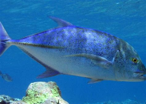 Barcos Del Golfo De Cádiz Podrán Pescar Jurel Big Fish 360°