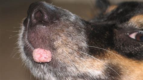 Dog Warts How To Save Your Dog From Warts Med Warts