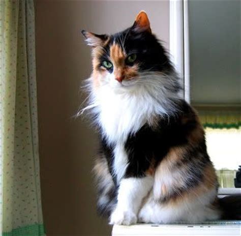 Gallery of maine coon cat breed and national winners. Get Calico Maine Coon Cat Pics - Best Cat Wallpaper