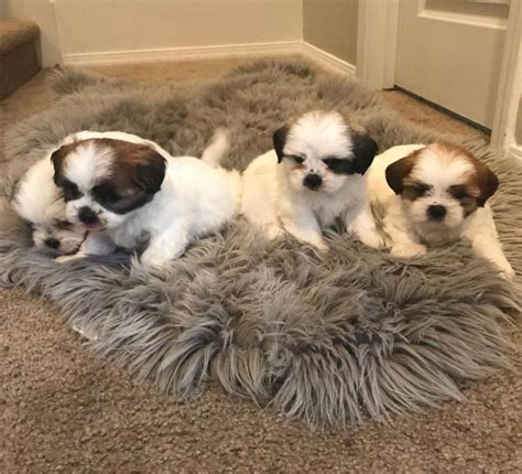 Teacup Shih Tzu Puppies For Sale In Corona Ca 5miles Buy And Sell