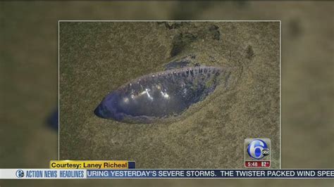 Portuguese Man O War Jellyfish Invade The Jersey Shore