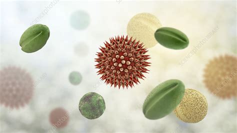 Pollen Grains From Different Plants Illustration Stock Image F026