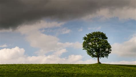 Tree Growing On A Green Hill With The Sun And Clouds Background