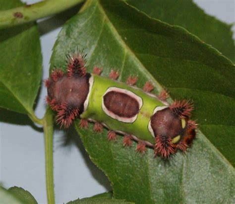 Watch Out For The Saddleback Caterpillar Gardening In The Panhandle