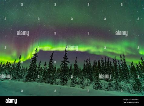 Aurora Over Snowy Trees Of The Northern Boreal Forest In Canada Stock