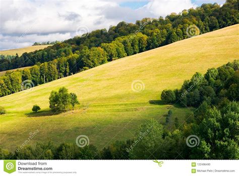 Grassy Meadow On A Forested Hillside Stock Photo Image Of Park