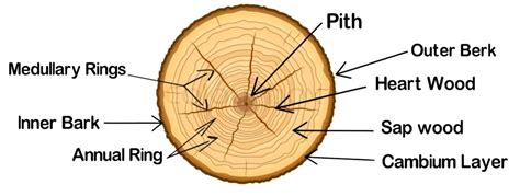 What Is Tree Structure Of The Tree What Is Timber Advantages Of Timber