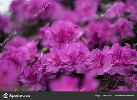 Close View Beautiful Small Blooming Purple Flowers — Stock Photo