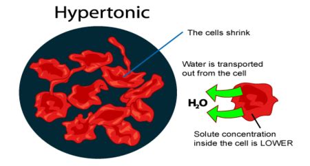 Move into the cell b. What happens when you place a cell in a hypotonic solution ...