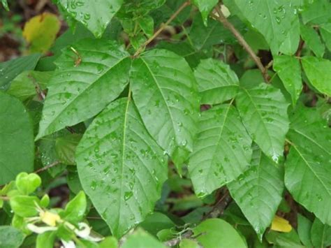 How To Get Rid Of Poison Ivy Hgtv Gardens Poison Ivy Plants Kill