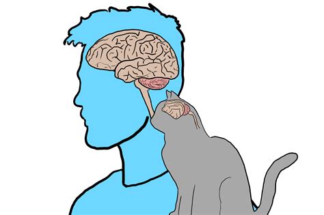 Cat Brain Prismatic Sticker Ubicaciondepersonascdmxgobmx