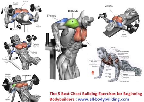 The 5 Best Chest Building Exercises For Beginning