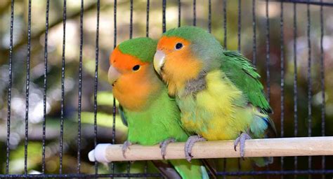 Love Bird Care Sheet How To Care For Love Birds Hugglepets
