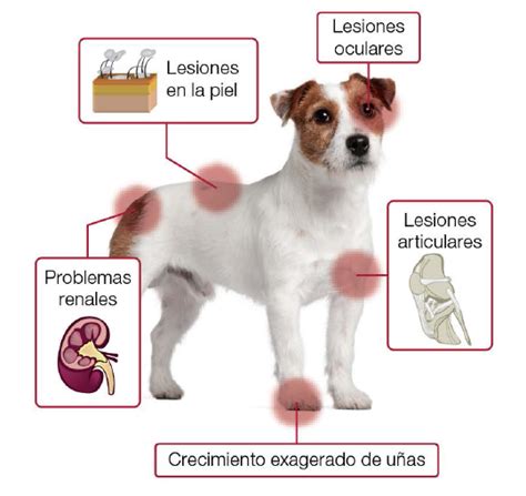 Qu Es La Leishmaniosis Canina Gu A De S Ntomas Prevenci N Y Tratamiento
