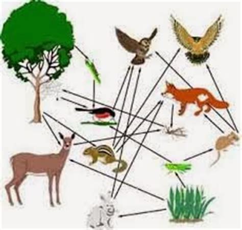 It is a portrait of the feeding interrelations between different species. Mrs. Remis' Science Blog - 5th Grade: FOOD WEB & FOOD ...