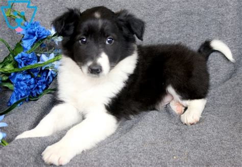 Pluto Border Collie Mix Puppy For Sale Keystone Puppies