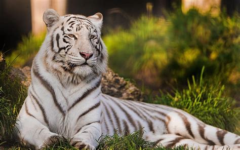 Of White Tigers Snow Tiger Hd Wallpaper Pxfuel