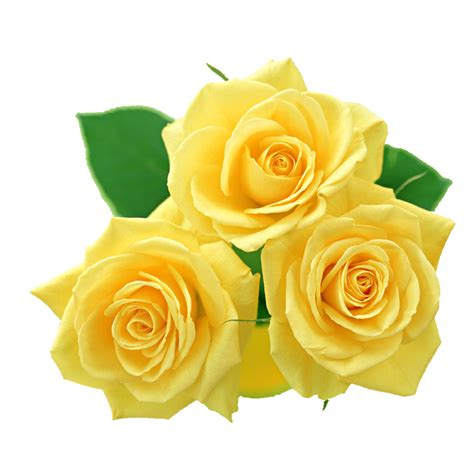 Yellow Roses Png By Melissa On Deviantart Crafts