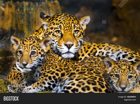 Jaguar Cubs Image And Photo Free Trial Bigstock